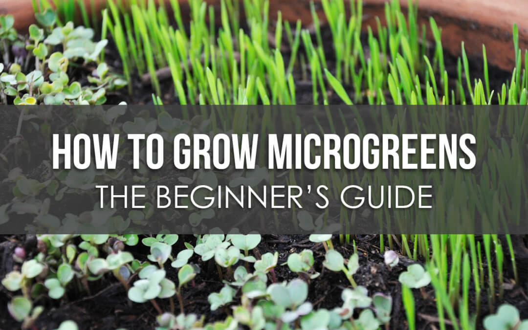 Growing microgreens